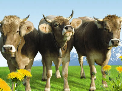 thumbnail of hochland.ro website