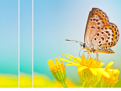 thumbnail of www.ochiul-lenes.ro website